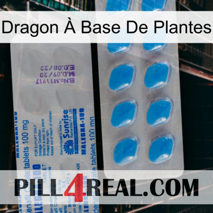 Dragon À Base De Plantes new15